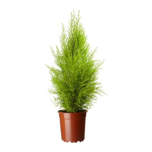 Startseite / Gartenmöbel / Töpfe und Pflanzen für Draußen ...