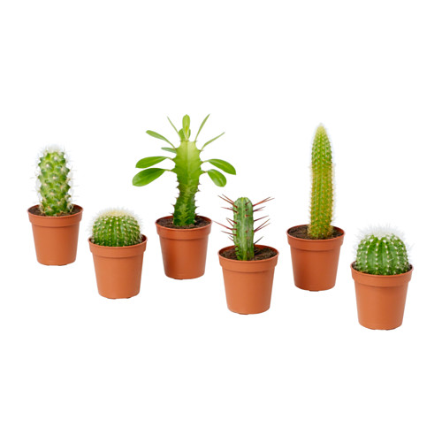 CACTACEAE Potted plant IKEA