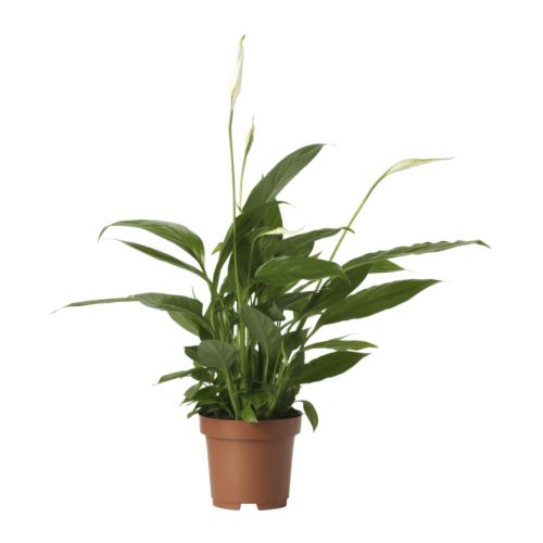 SPATHIPHYLLUM Potted plant - IKEA