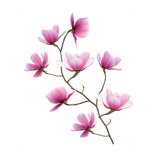 SLÄTTHULT Zelfklevende decoratie &nbsp; Met zelfklevende decoraties vernieuw je gemakkelijk een kamer zonder dat je hoeft te schilderen of te behangen. 