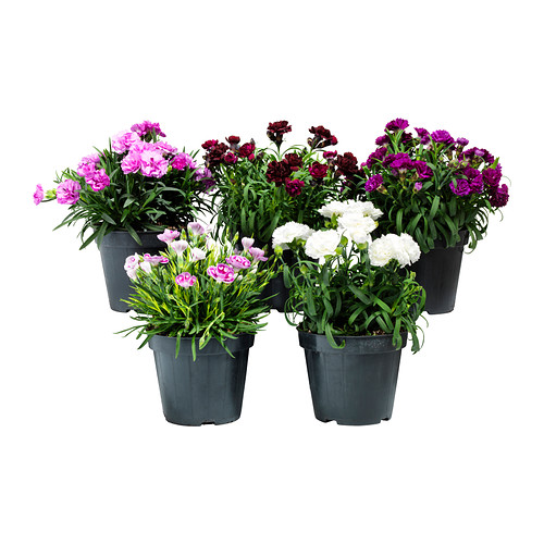 DIANTHUS Pflanze 