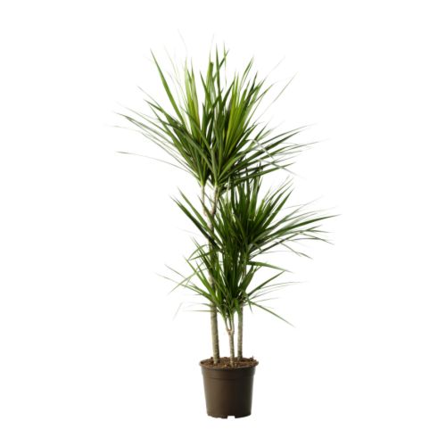 DRACAENA MARGINATA Pflanze 
