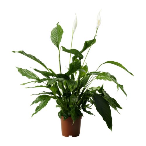 SPATHIPHYLLUM Planta en maceta Más ofertas en IKEA