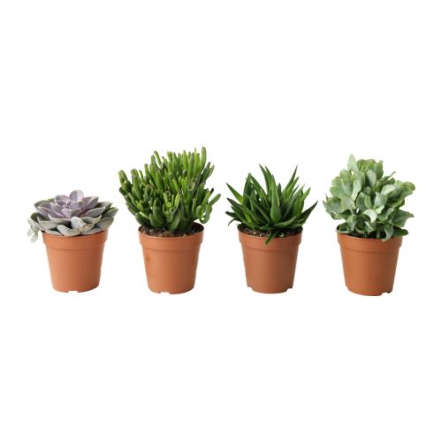 SUCCULENT Planta en maceta Más ofertas en IKEA