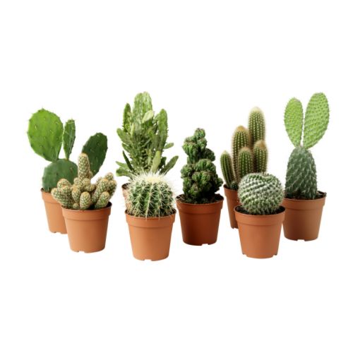 CACTACEAE Ruukkukasvi IKEA