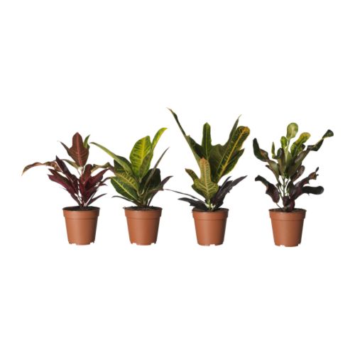 CODIAEUM Ruukkukasvi IKEA
