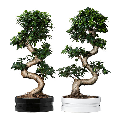 FICUS MICROCARPA GINSENG Viherkasvi ja ruukku IKEA
