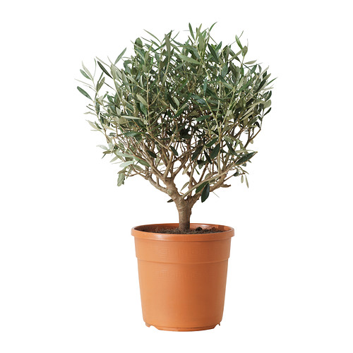 OLEA EUROPAEA Ruukkukasvi IKEA