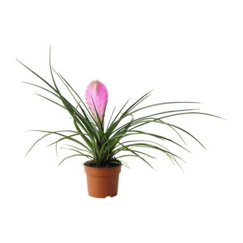 TILLANDSIA CYANEA Ruukkukasvi IKEA