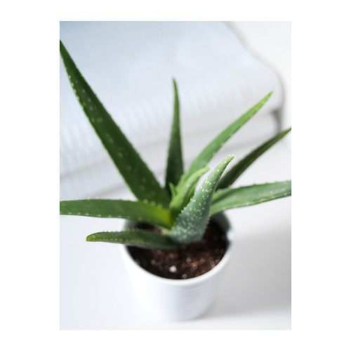 ou planter aloe vera