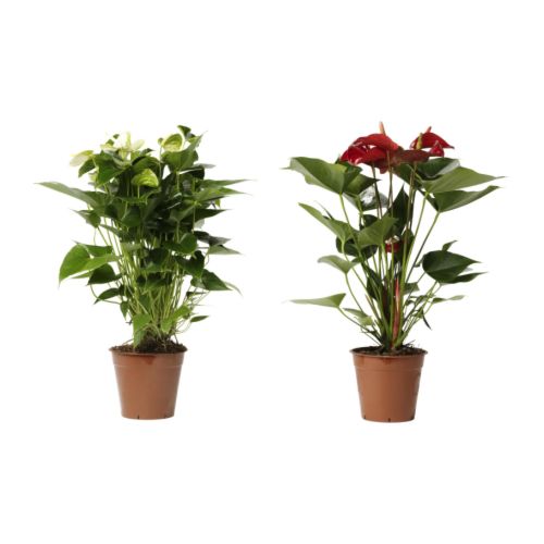 ANTHURIUM Plante en pot IKEA