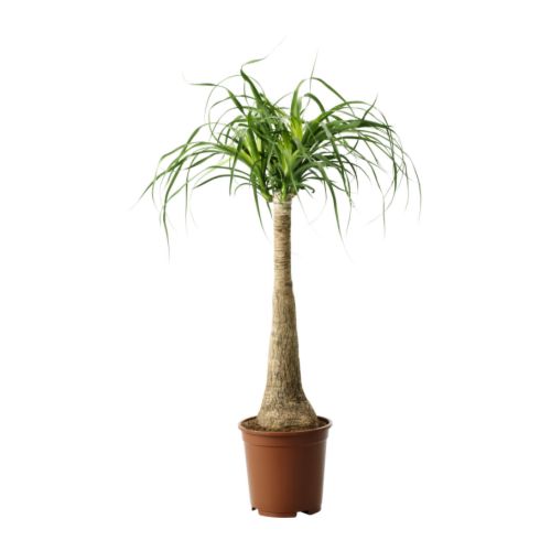 BEAUCARNEA RECURVATA Plante en pot IKEA