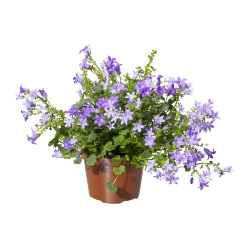 CAMPANULA PORTENSCHLAGIANA Plante en pot IKEA