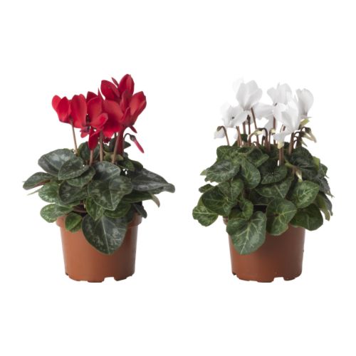 CYCLAMEN Plante en pot - IKEA