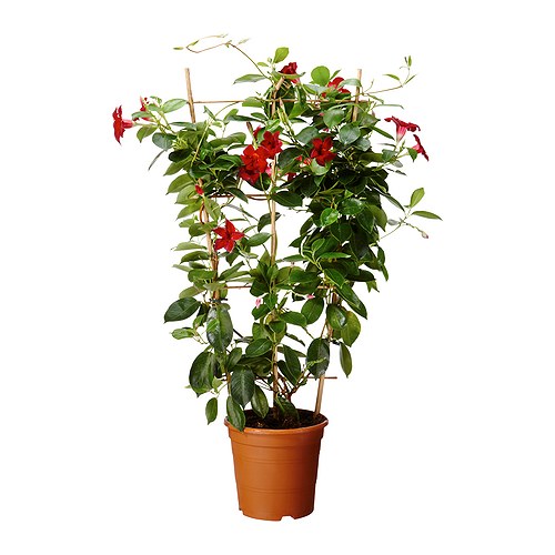 DIPLADENIA Plante en pot IKEA