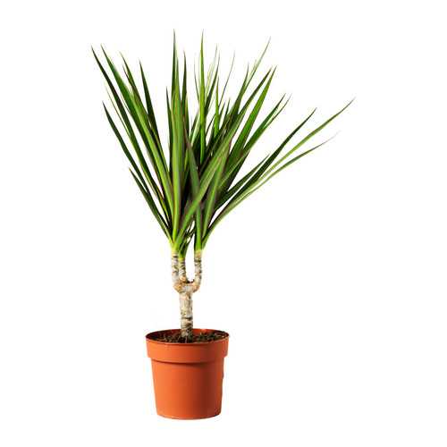 comment soigner dracaena marginata