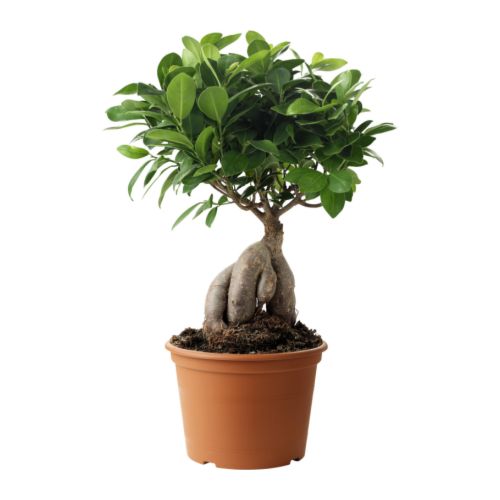 FICUS MICROCARPA GINSENG Plante en pot IKEA