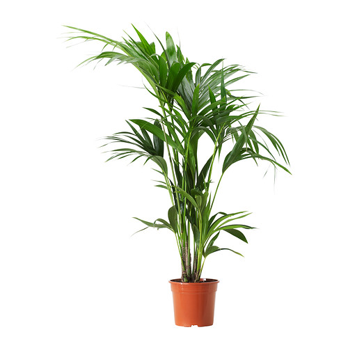 kentia plante