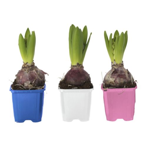 jacinthe en pot interieur