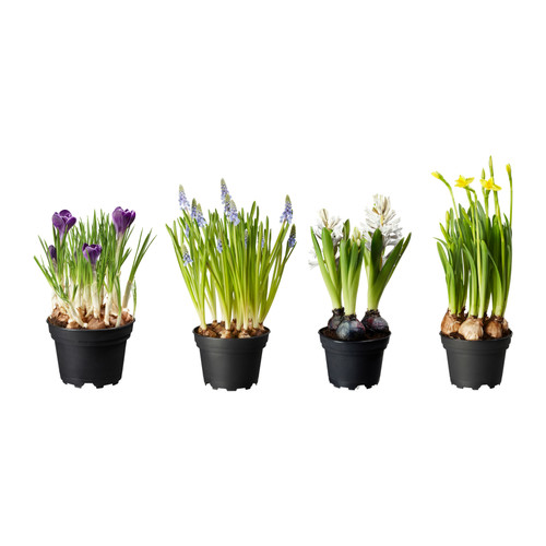 LÖKARYD Plante en pot IKEA