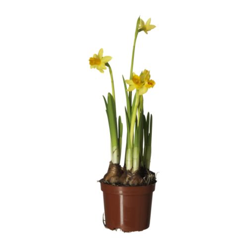 NARCISSUS TETE A TETE Plante en pot IKEA