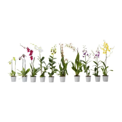 ORCHIDACEAE Plante en pot IKEA