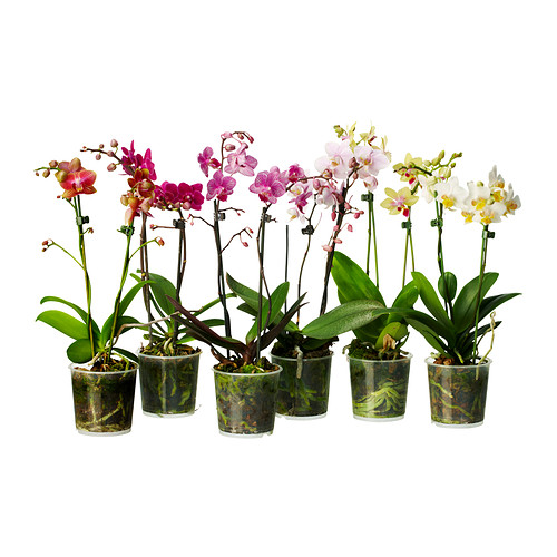 PHALAENOPSIS Plante en pot IKEA