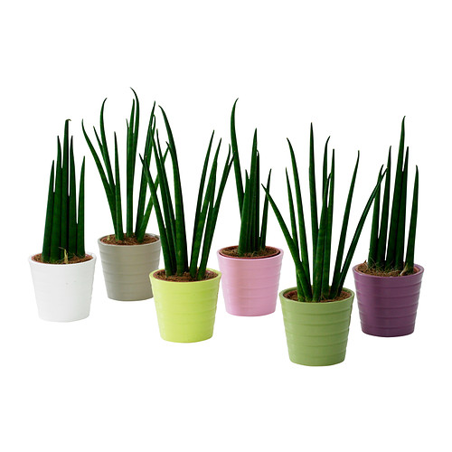SANSEVIERIA Plante avec vase IKEA