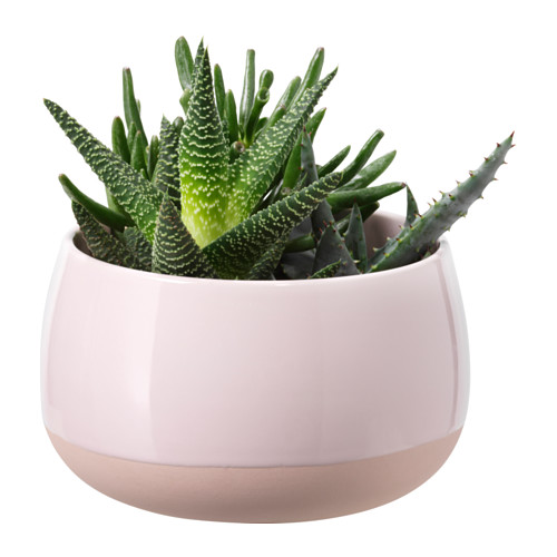 SUCCULENT Plante avec vase IKEA