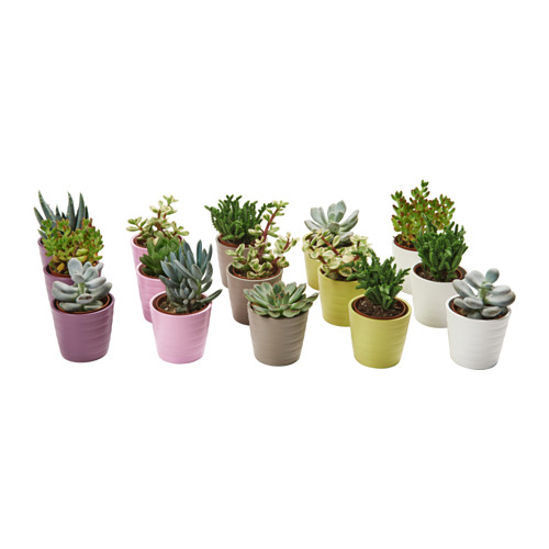 Ikea cactus vase respdopp10suppke