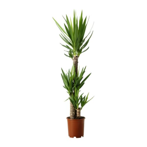 YUCCA ELEPHANTIPES Plante en pot IKEA