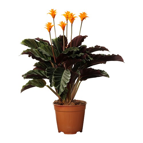 Calathea Crocata