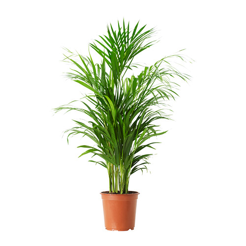 CHRYSALIDOCARPUS LUTESCENS Potted plant IKEA