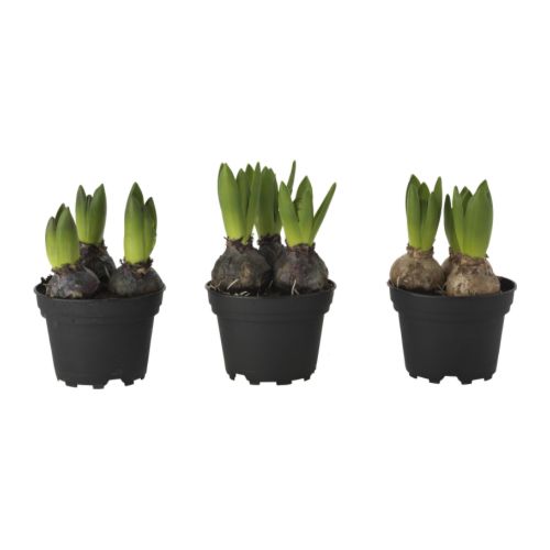 Potted Hyacinth Care