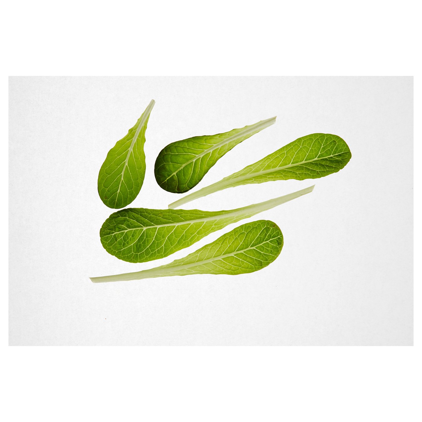 IKEA VÄXER seeds These seeds can be used for both hydroponic and traditional cultivation.