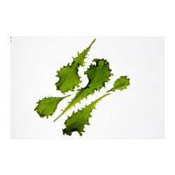 IKEA VÄXER seeds These seeds can be used for both hydroponic and traditional cultivation.