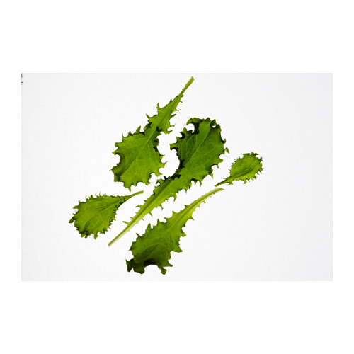 IKEA VÄXER seeds These seeds can be used for both hydroponic and traditional cultivation.