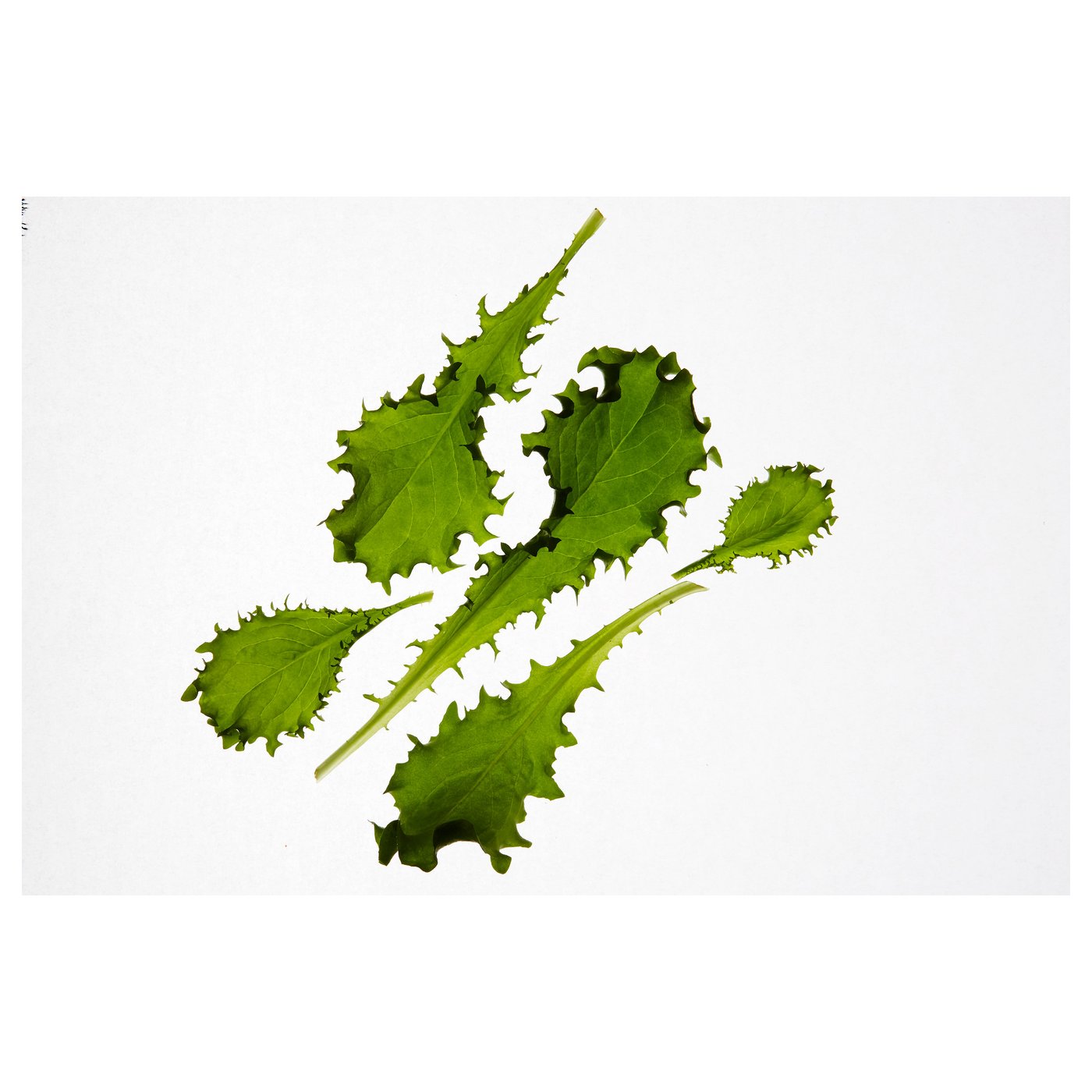 IKEA VÄXER seeds These seeds can be used for both hydroponic and traditional cultivation.