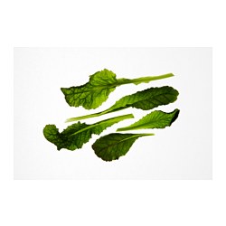 IKEA VÄXER seeds These seeds can be used for both hydroponic and traditional cultivation.