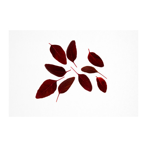 IKEA VÄXER seeds These seeds can be used for both hydroponic and traditional cultivation.