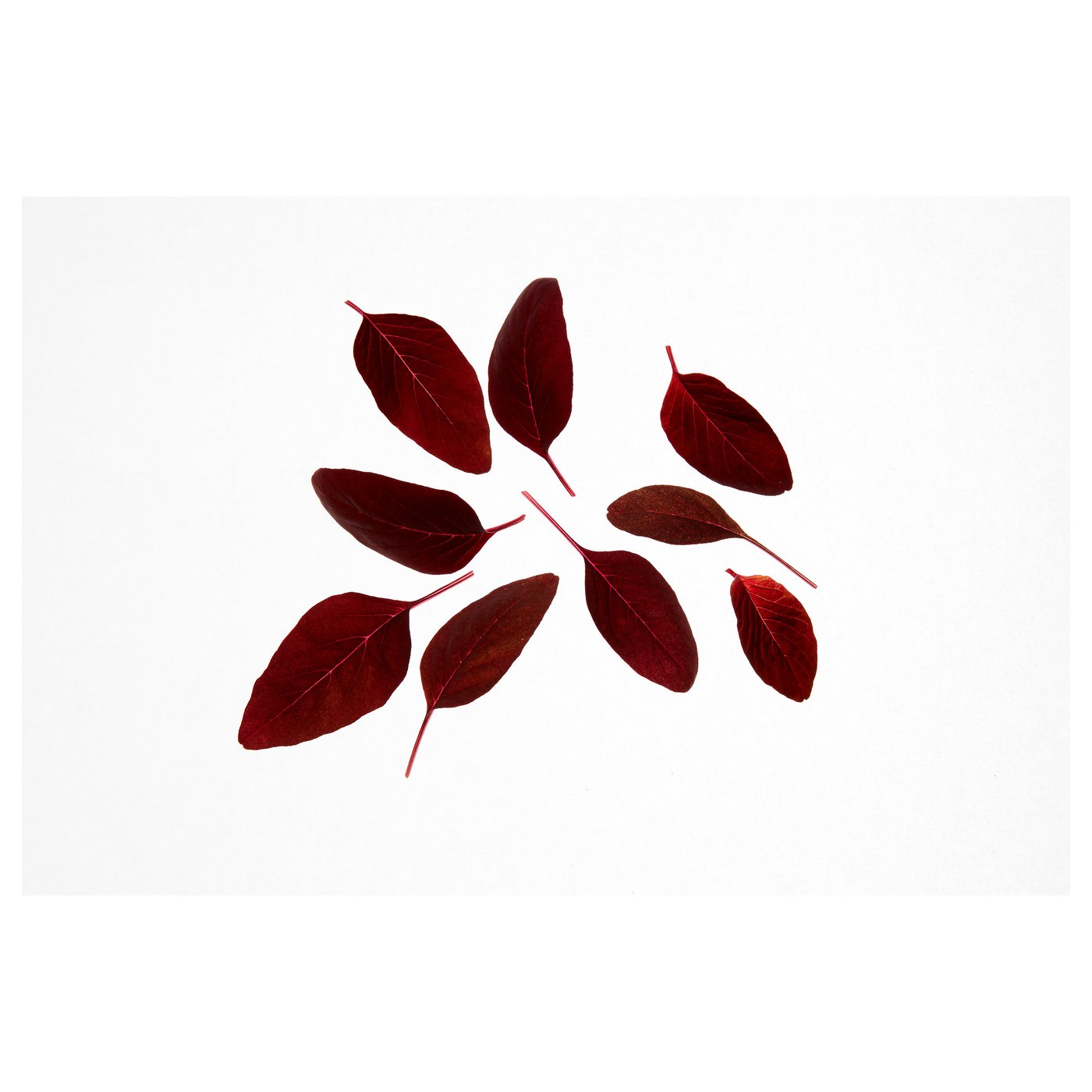 IKEA VÄXER seeds These seeds can be used for both hydroponic and traditional cultivation.