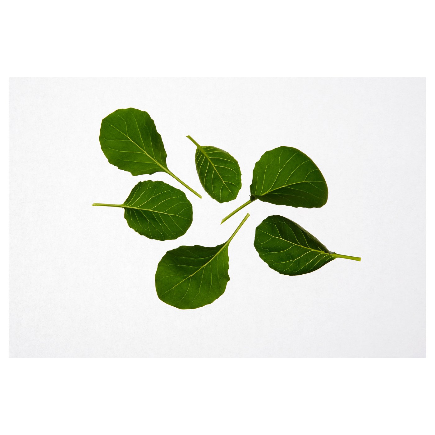 IKEA VÄXER seeds These seeds can be used for both hydroponic and traditional cultivation.