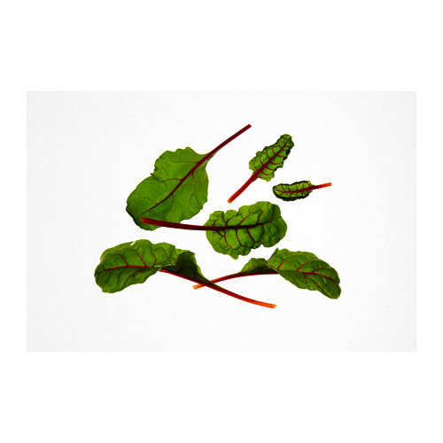 IKEA VÄXER seeds These seeds can be used for both hydroponic and traditional cultivation.