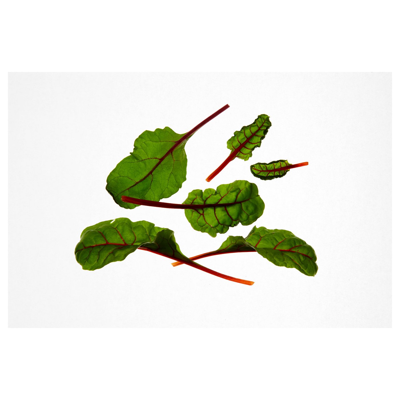 IKEA VÄXER seeds These seeds can be used for both hydroponic and traditional cultivation.