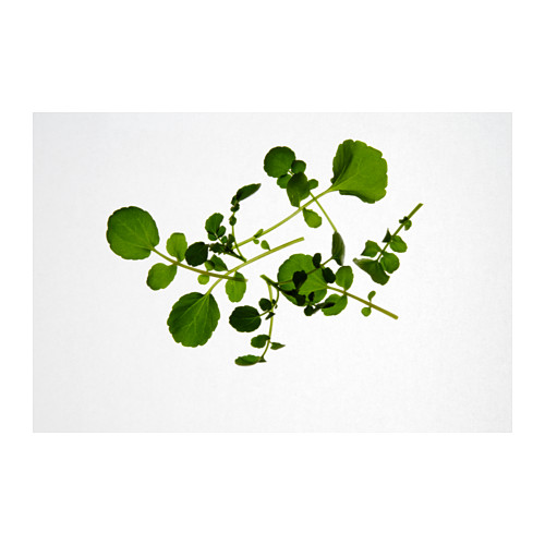 IKEA VÄXER seeds These seeds can be used for both hydroponic and traditional cultivation.