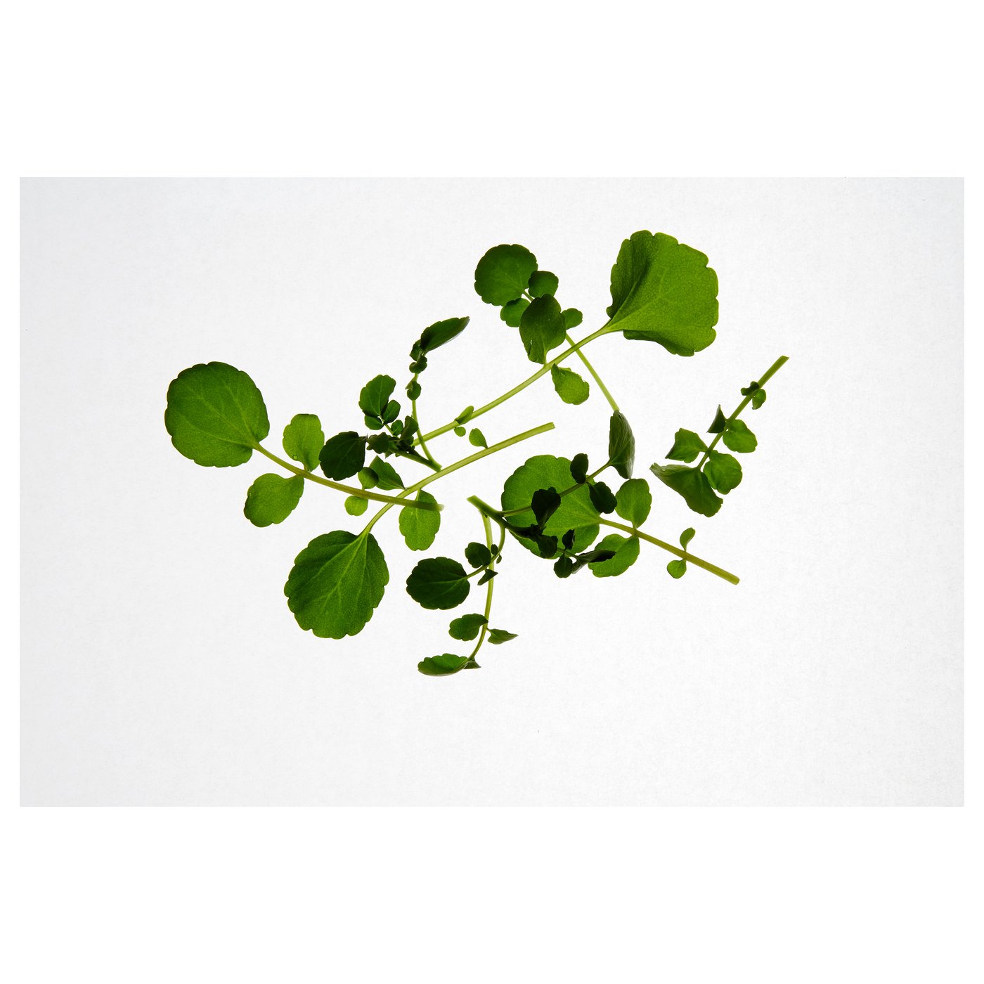 IKEA VÄXER seeds These seeds can be used for both hydroponic and traditional cultivation.