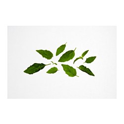 IKEA VÄXER seeds These seeds can be used for both hydroponic and traditional cultivation.