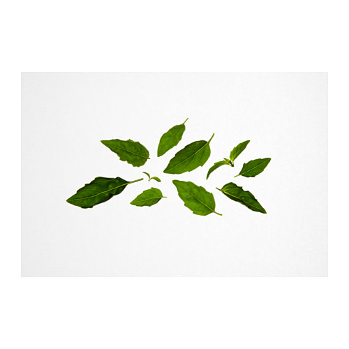 IKEA VÄXER seeds These seeds can be used for both hydroponic and traditional cultivation.