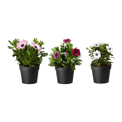 OSTEOSPERMUM Szobanövény IKEA