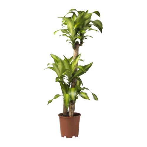 DRACAENA MASSANGEANA Pianta da vaso IKEA